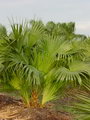 Chinese Fan Palm